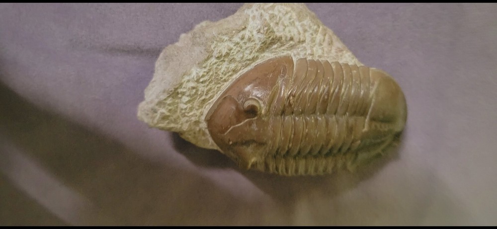 Russian Trilobite Asaphus Lepidurus "Very Rare"