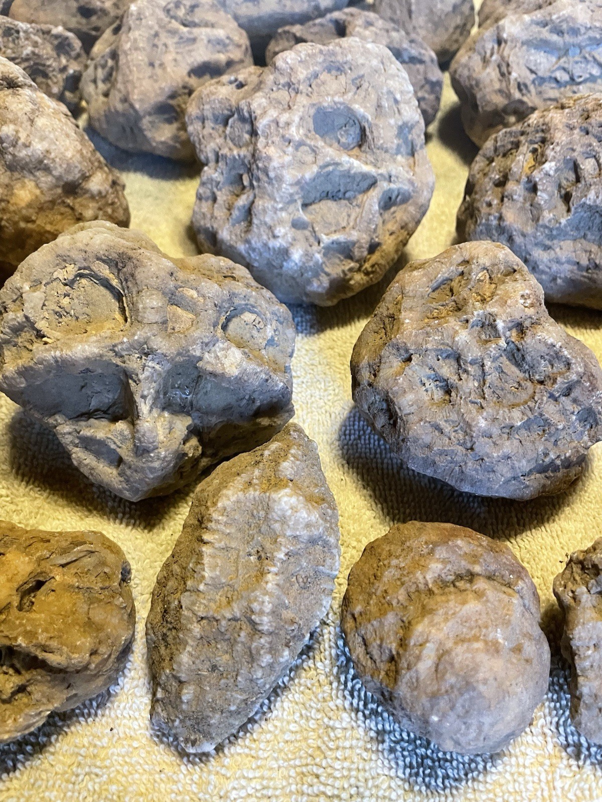 27-KENTUCKY GEODIZED FOSSILS. NICE ONES. 1” TO 5”.