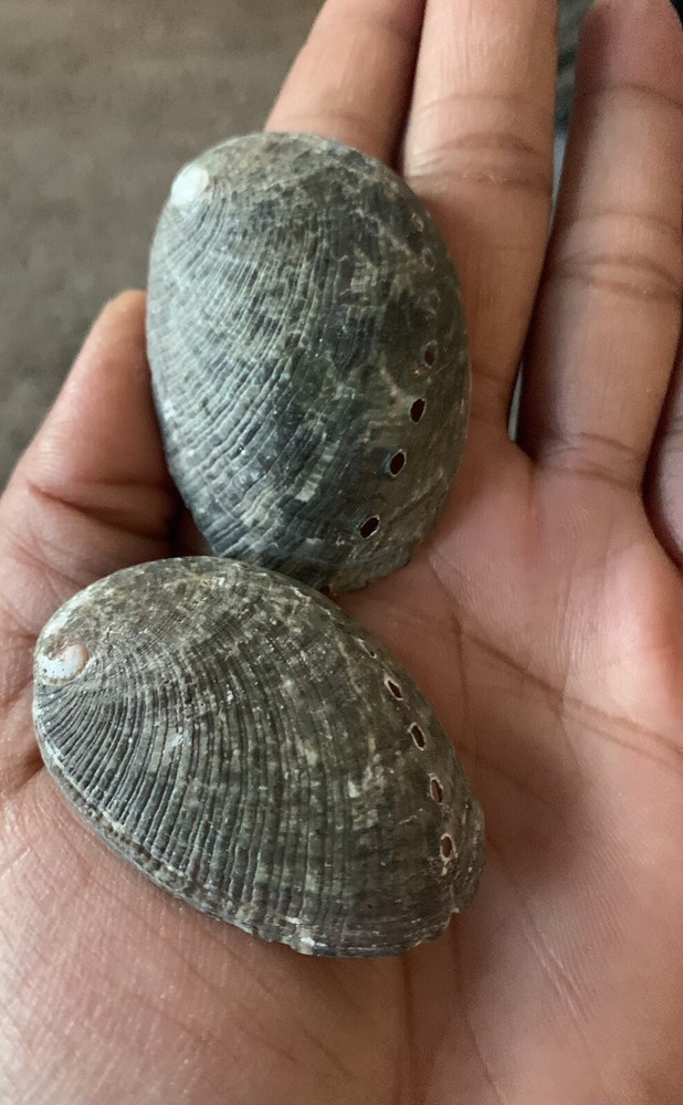 Oregon Abalone Shell with Palo Santo stick