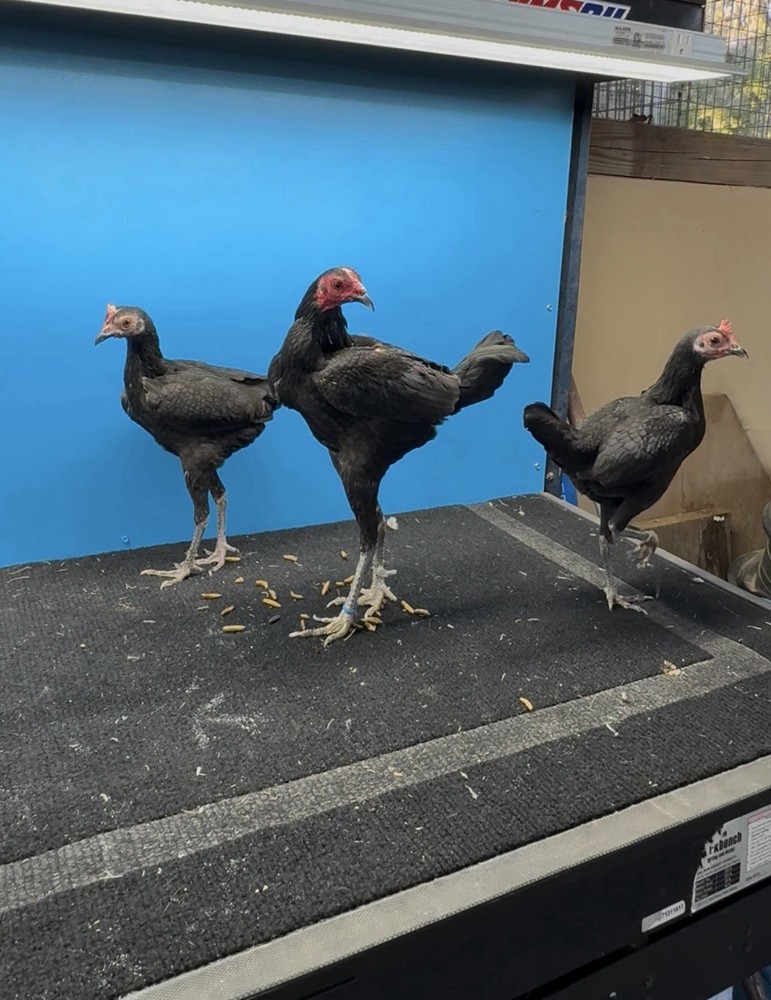 6 Black Modern bantam hatching Eggs