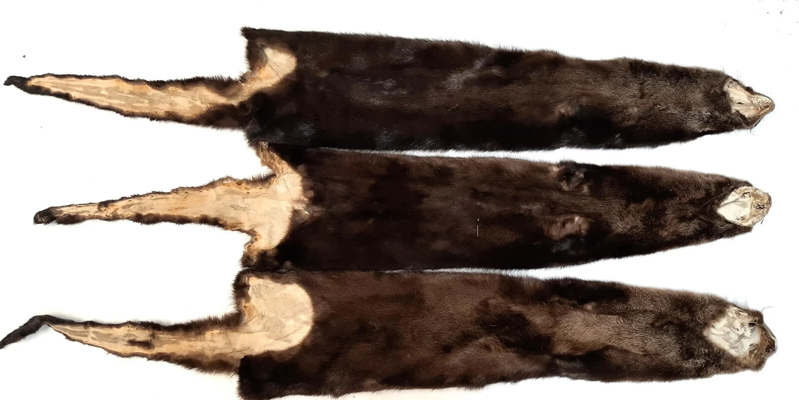 River Otter, Lontra canadensis-Premium Grade