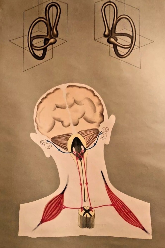 Vintage EAR German Educational Pull Down Chart by Hagemann / Denoyer Geppert Co