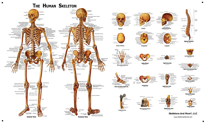 Human Skeleton Skull Anatomical System Chart - Models Anatomical, LARGE SIZE