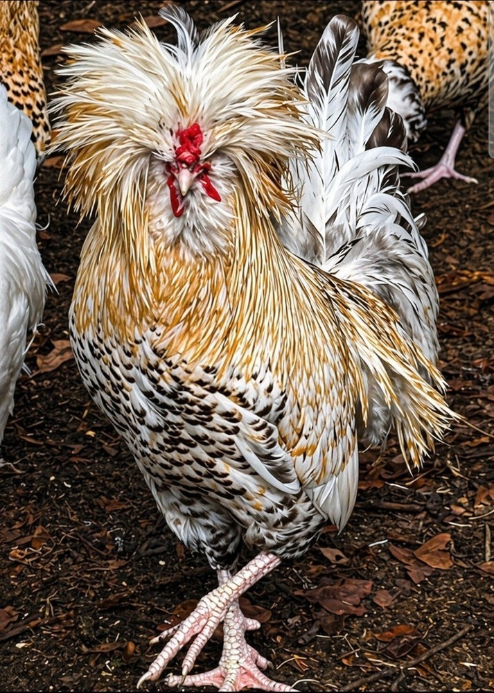 6+ Polish hatching eggs!   CandyCorn, Tolbunt, Frizzle