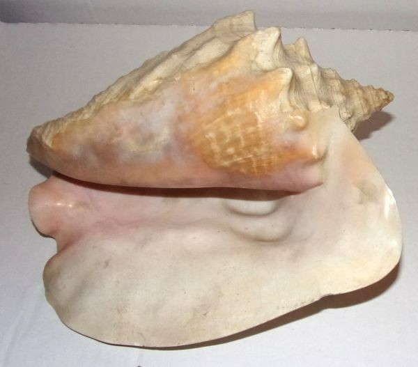 VINTAGE 8” CONCH SEA SHELL .