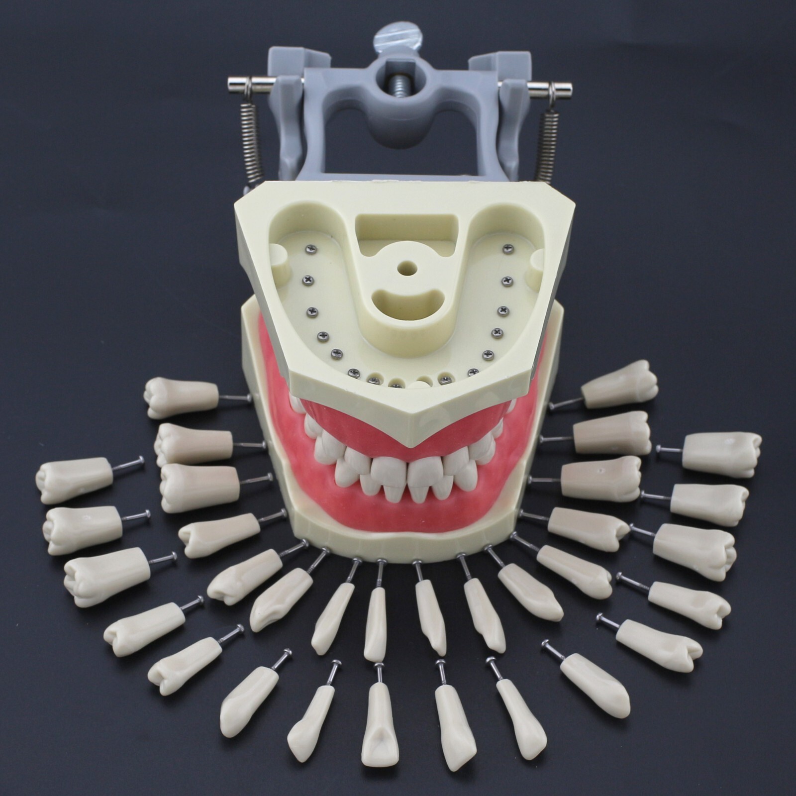 Columbia Dentoform 860 Dental Typodont Model 32pcs Removable Teeth Mounting Pole