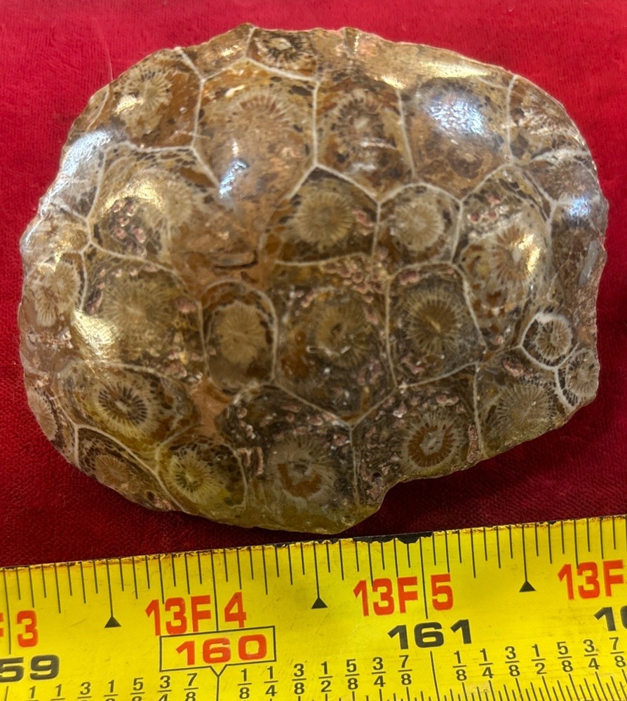 Petrified Coral End Polished