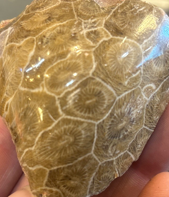 Petrified Coral End Polished