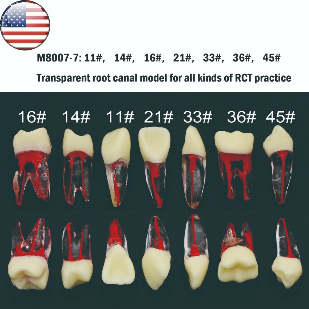 US Dental Root Canal Practice Model Teeth Pulp Study RCT Endo File 7 Sizes