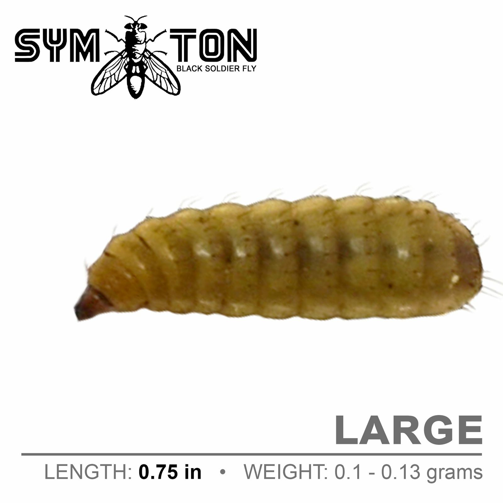 Live Feeders - Black Soldier Fly Larvae (Large)