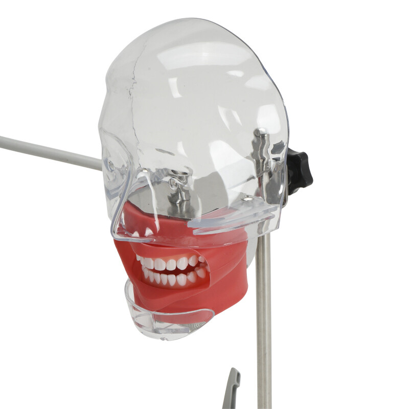 Dental Simulator Manikin Phantom Head Model w/ Removable Teeth for Training