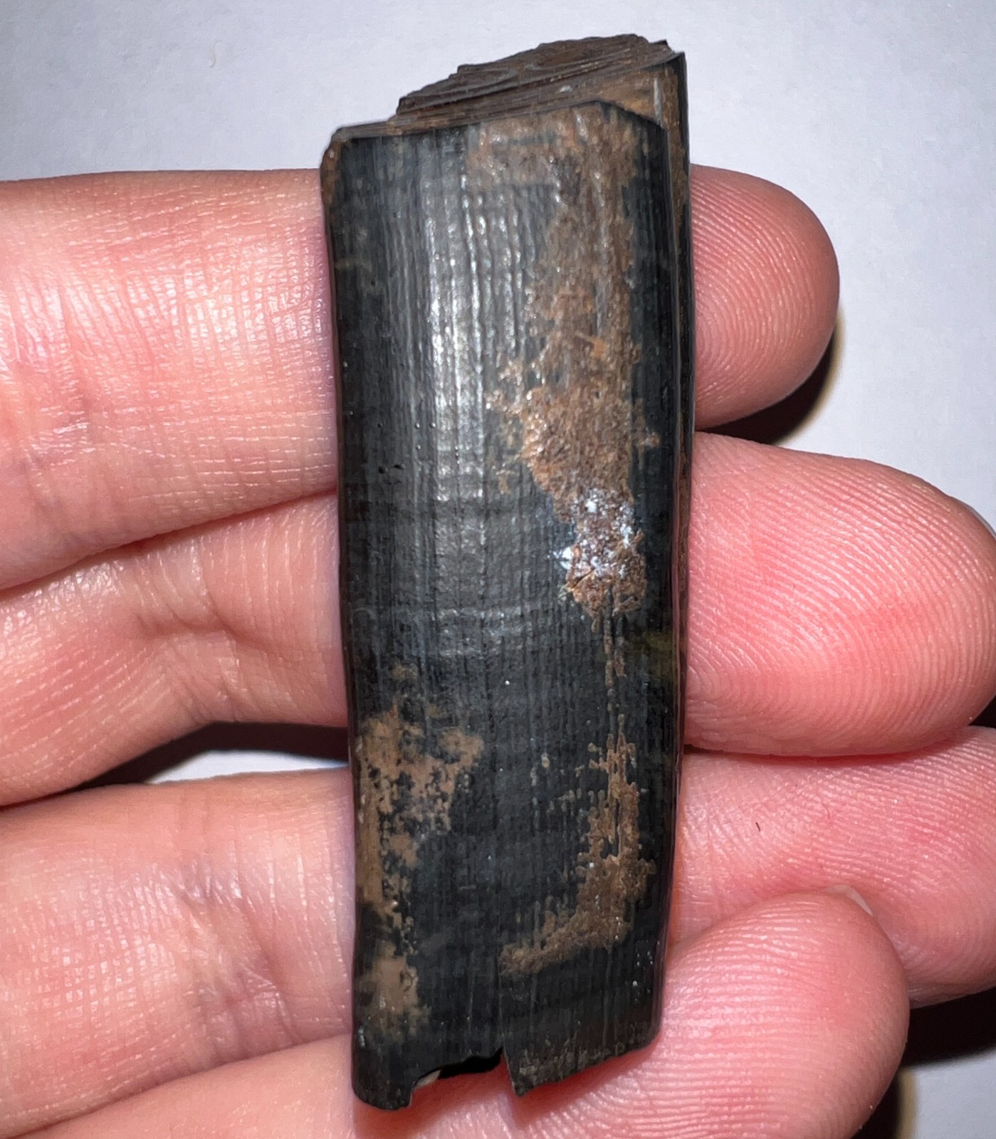 Framed Rare Ice Age Fossil Giant Extinct Beaver Tooth CASTOROIDES 1.84 Inches!