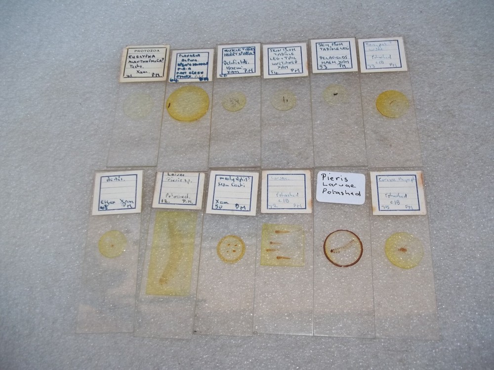 Vintage Glass Microscope Slides
