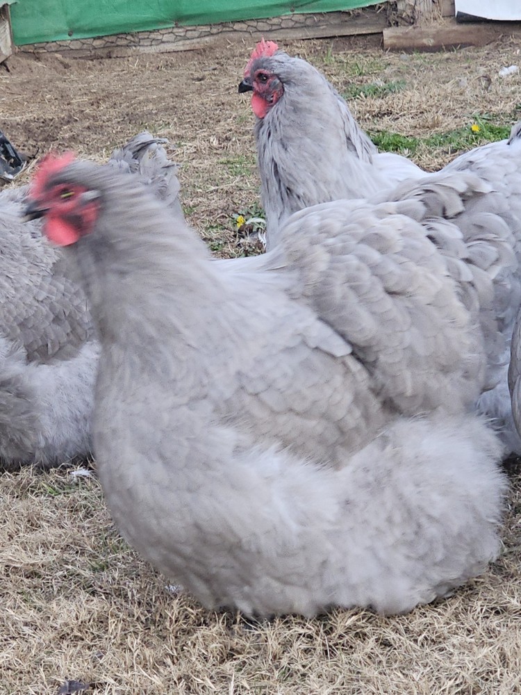 8+  English  Lavender  Orpington Hatching Eggs