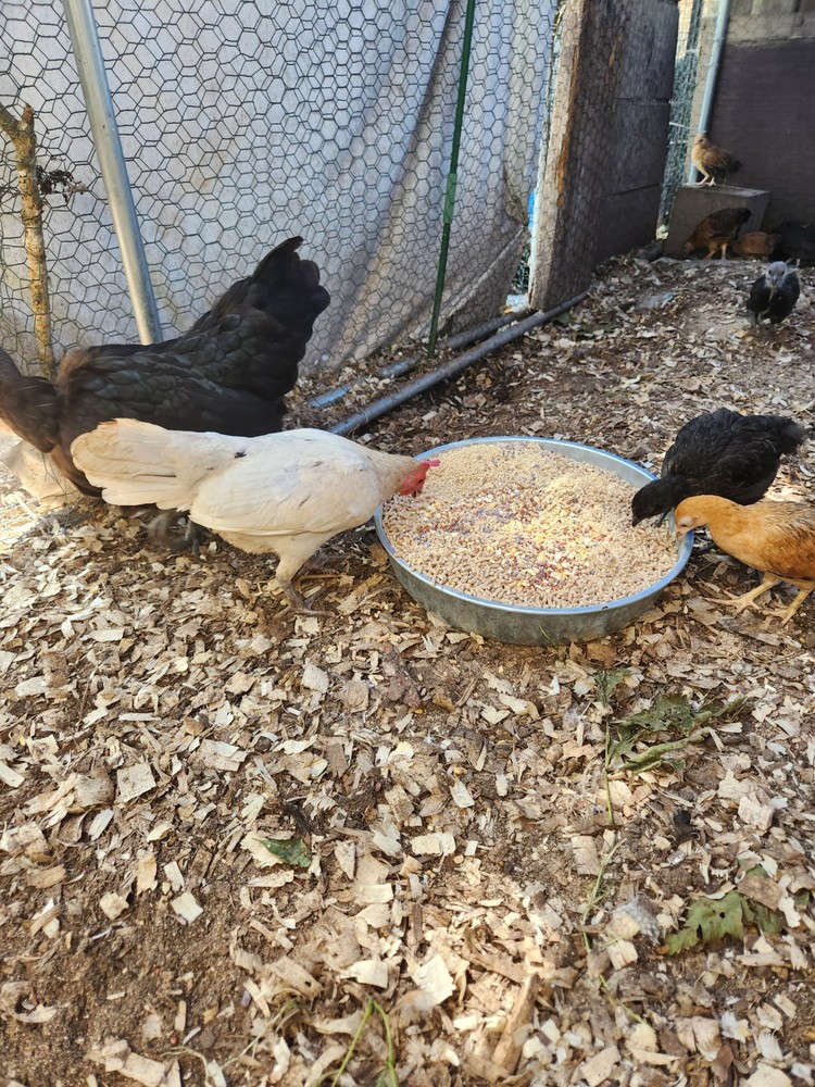 Bantam mystery egg Hatch 18 eggs
