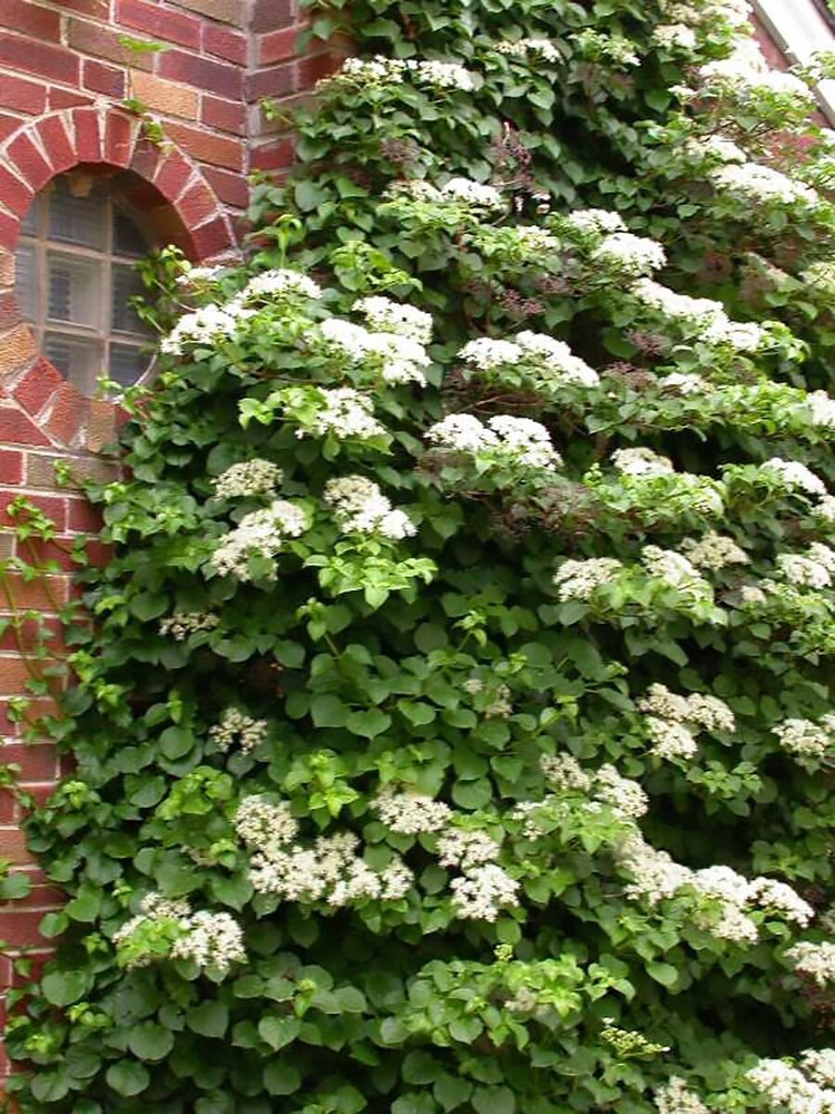 Climbing Hydrangea, Hydrangea anomala petiolaris, Vine Seeds