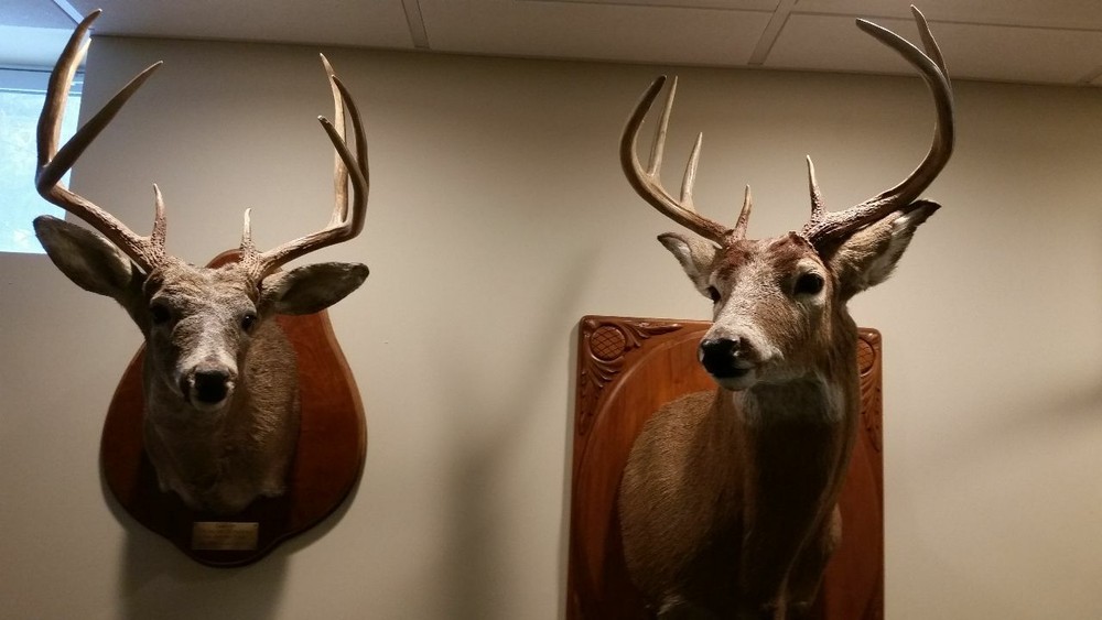 Hot Whitetail Doe Estrous