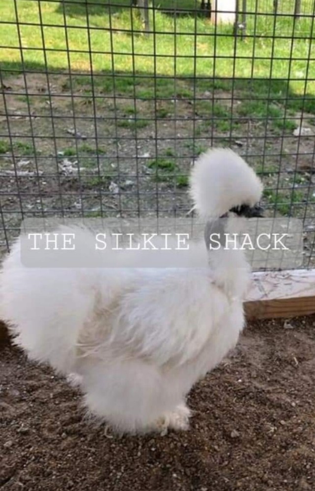 Silkie Chicken Hatching Eggs NPIP Certified ( 1 Dozen)