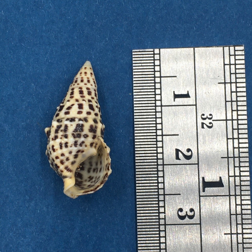 #1 Cerithium Litteratum 23.6mm Cerithiidae No Data