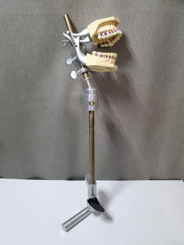 Mounted Dental Typodont Model And Mounting Pole