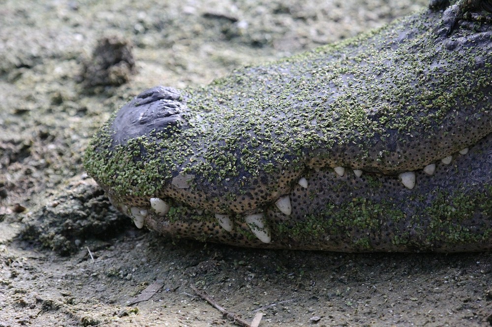 Alligator Taxidermy Reference Photo Cd