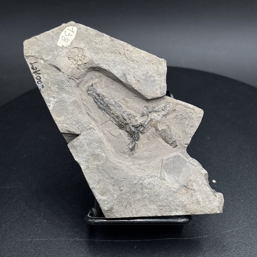 Rare Jurassic fossil squid Rhomboteuthis - La Voulte-sur-Rhône France - 10 cm