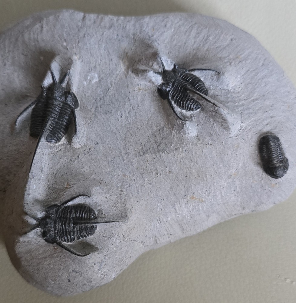 " Devil Horned " Cyphaspis Walteri Multiple With Gerastos Multi Fossils