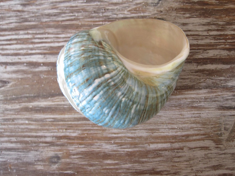 Green Banded Snail Shell, Turbo Shell, Seashells, Polished Shell
