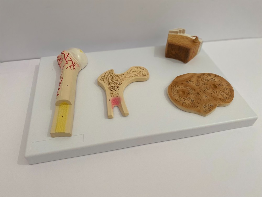 Anatomical Human Bone Structure Model - Medical Anatomy