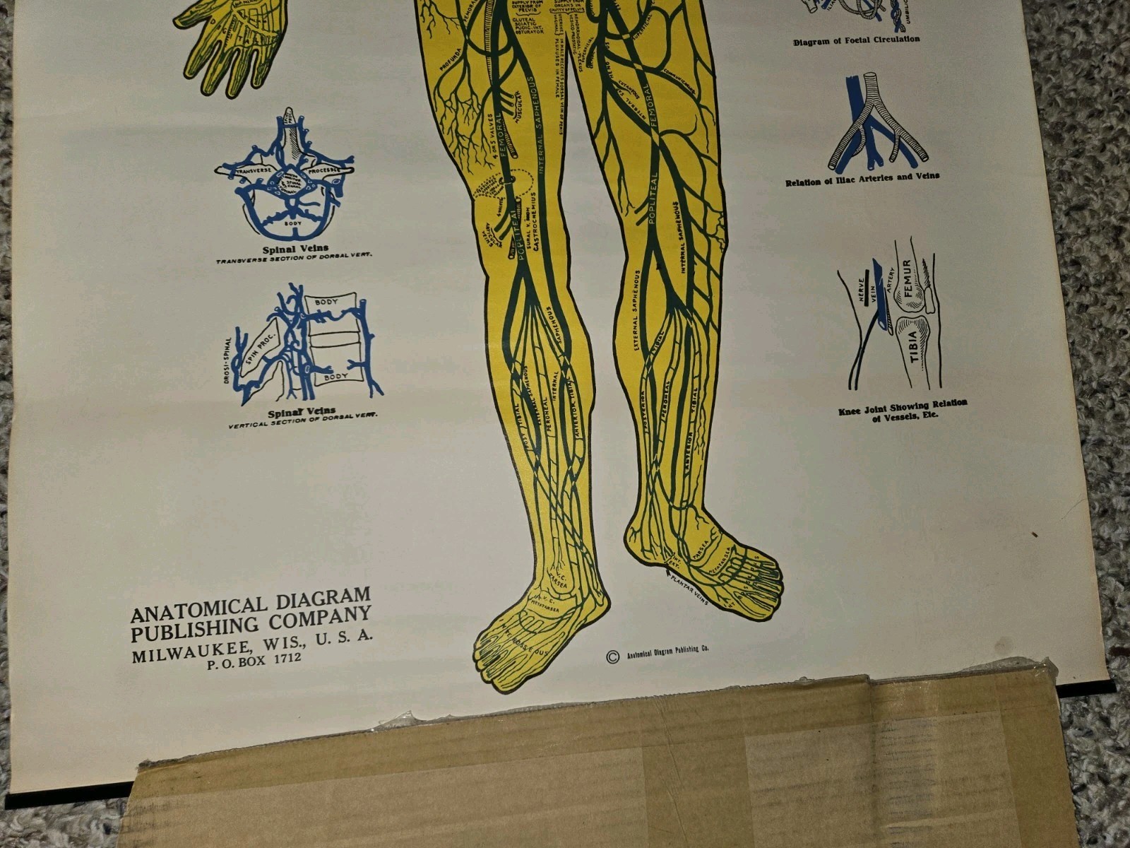 Vintage 30s/40s/50s Anatomical Diagram Venous System Poster Display,20 x 33