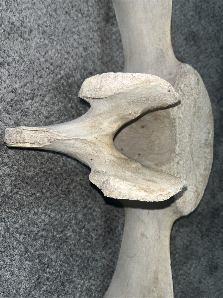 Whale Vertebrae Fossil Bone