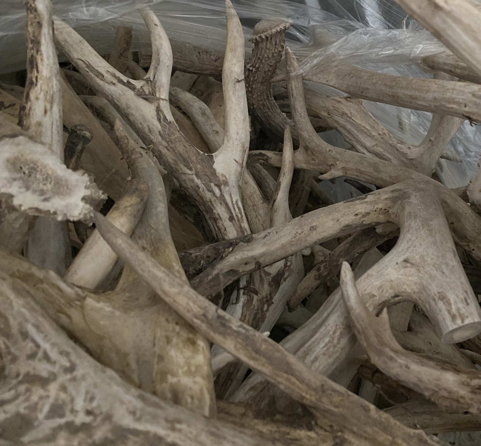 Bulk Deer Antlers Whole Racks – Grade B/C - For Crafts or Dogs