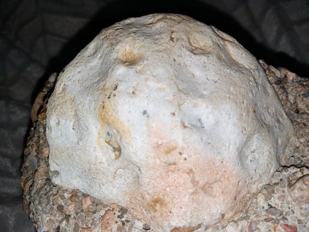 Clam? Fossil On Matrix
