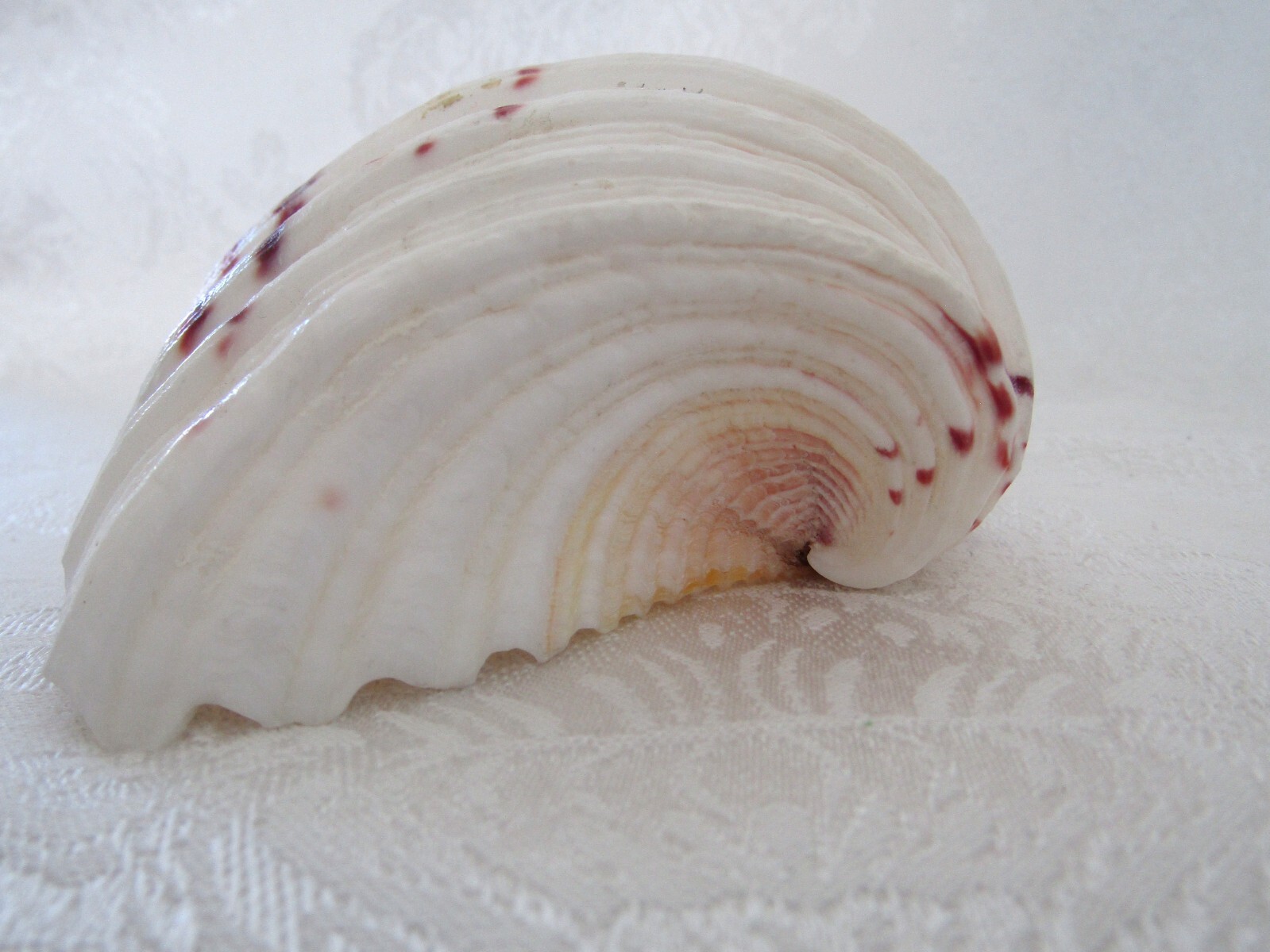 Genuine Bear Paw Hippopus Clam 6.5" x 5.5" Seashell EUC