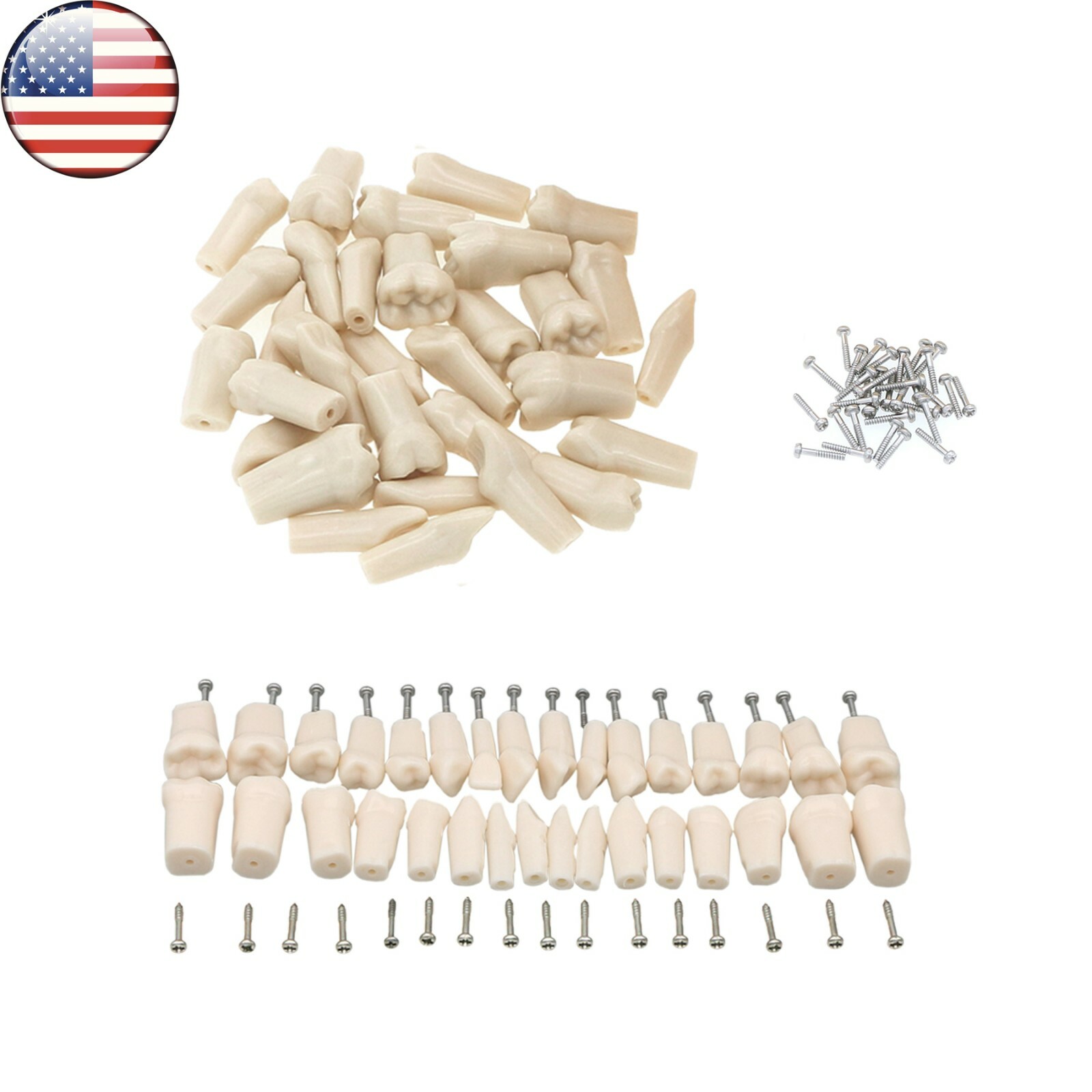 Dental Typodont Replacement Screw-in Teeth Model fit Kilgore NISSIN 200/500 Type