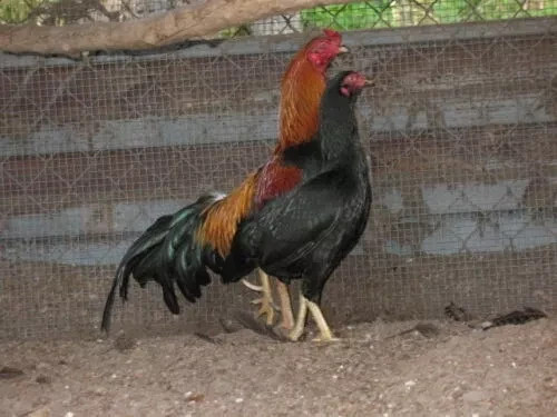 12 ASSORTED WAHL ASIL EGGS