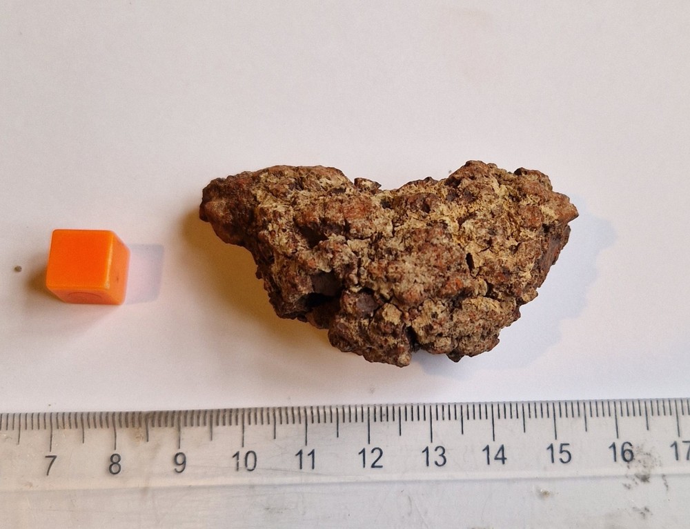 Turtle Coprolite - Madagascar - Fossilised Poo - Eocene
