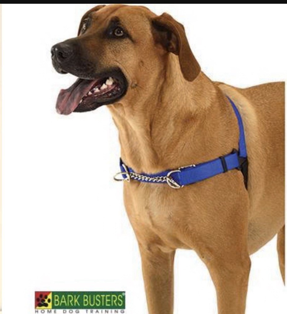 WaggWalker® Dog Walking "Communication" harness.