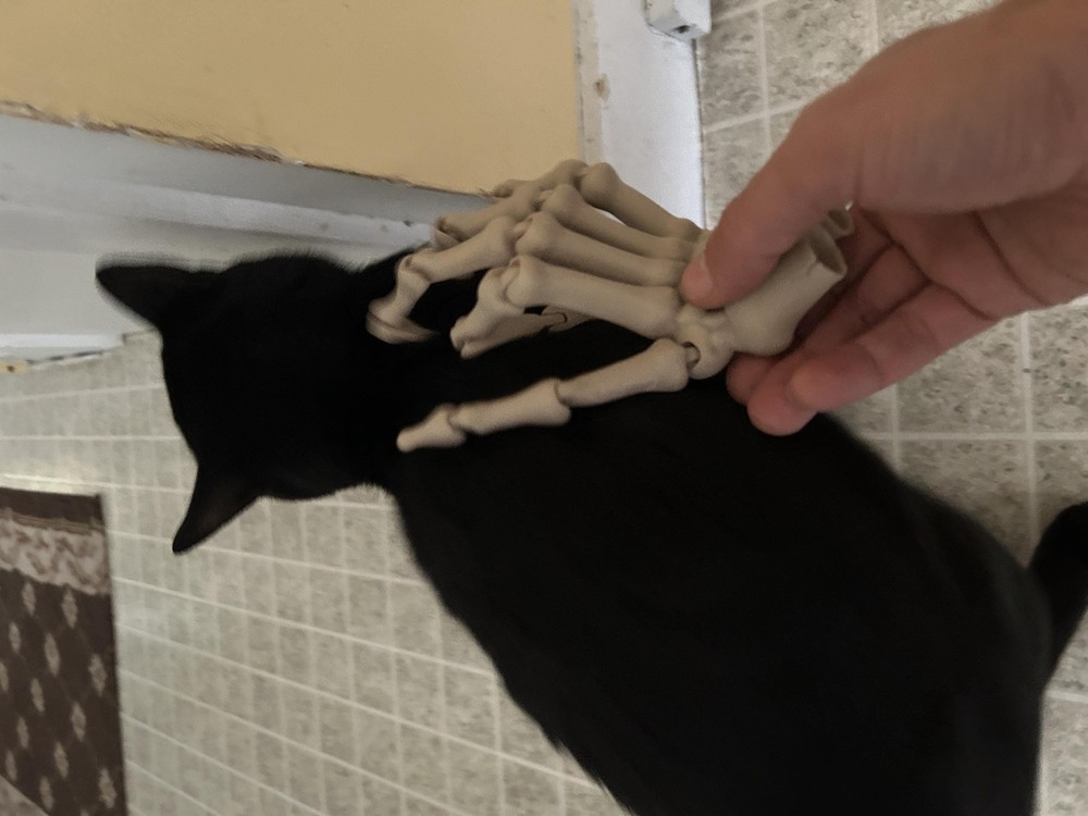 Human Hand Skeleton Life-Size Model: Detailed Bone Structure, Portable Study Aid