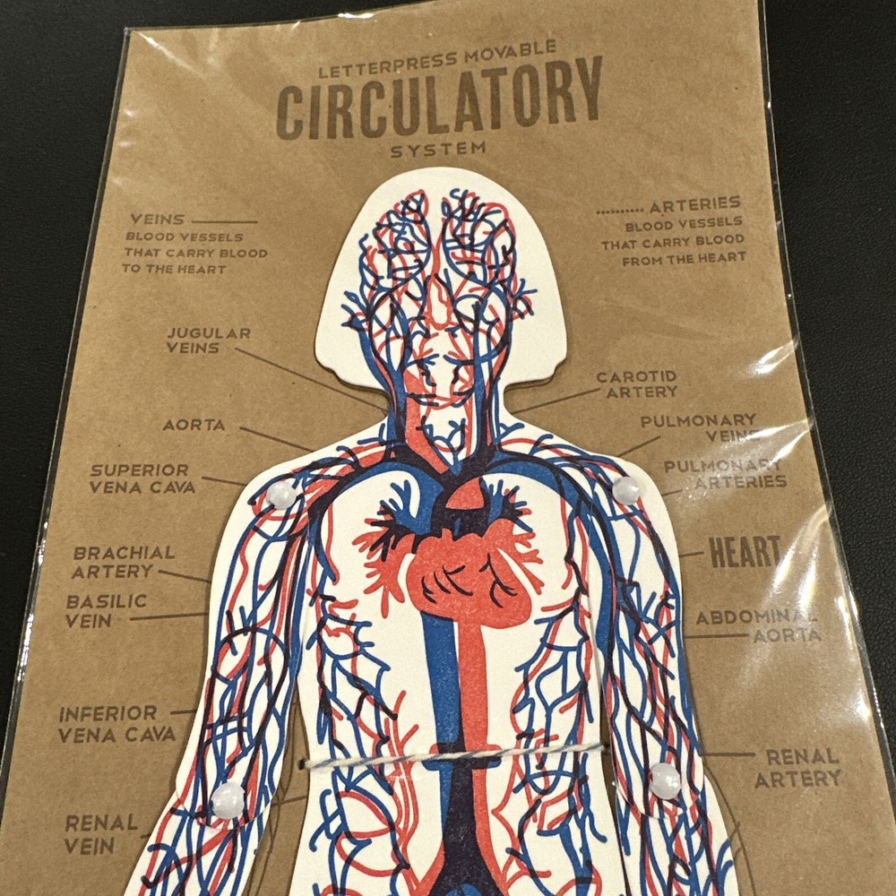 Blackbird Letterpress Circulatory System Chart