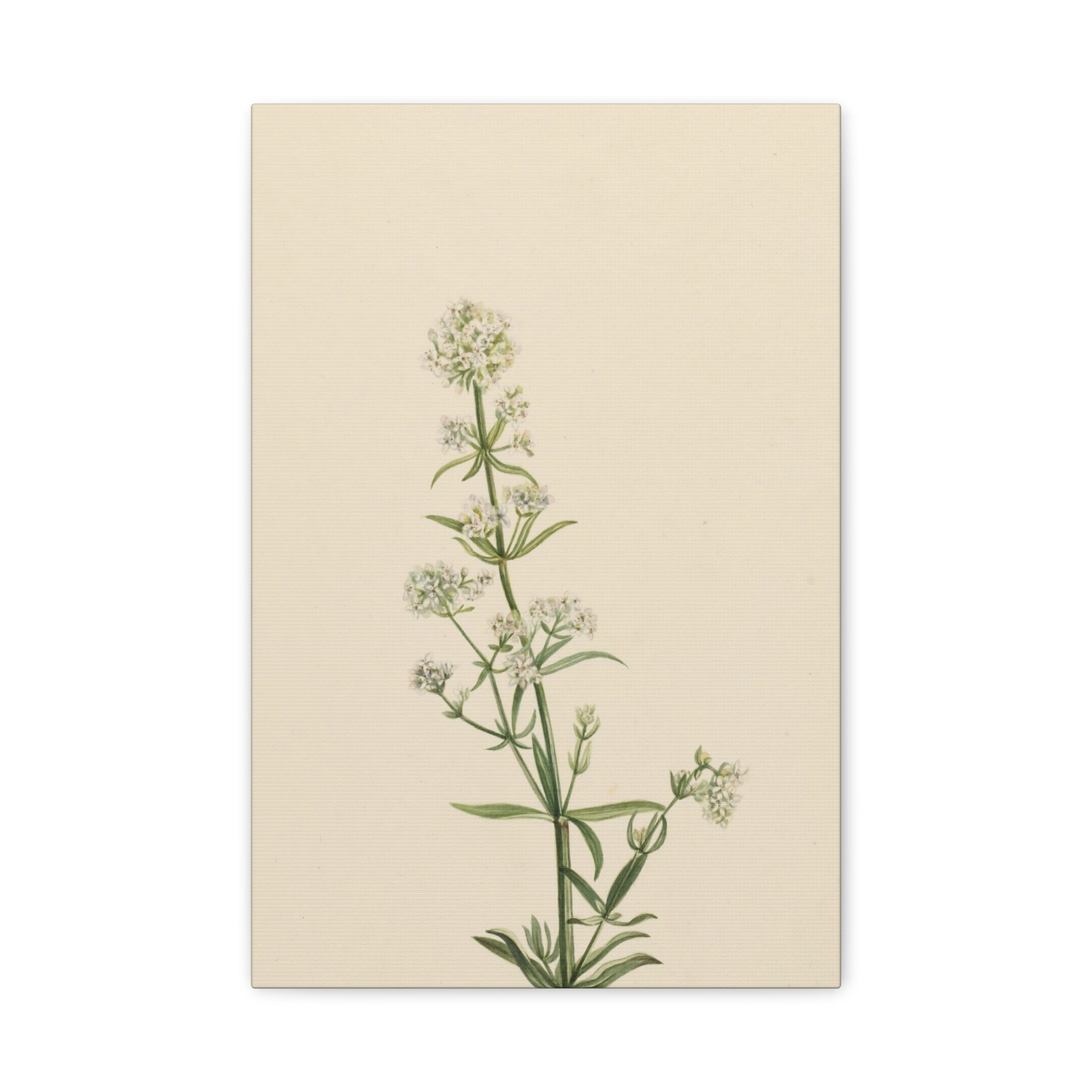 Mary Vaux Walcott - Northern Bedstraw (Galium boreale) - Canvas Wall Art