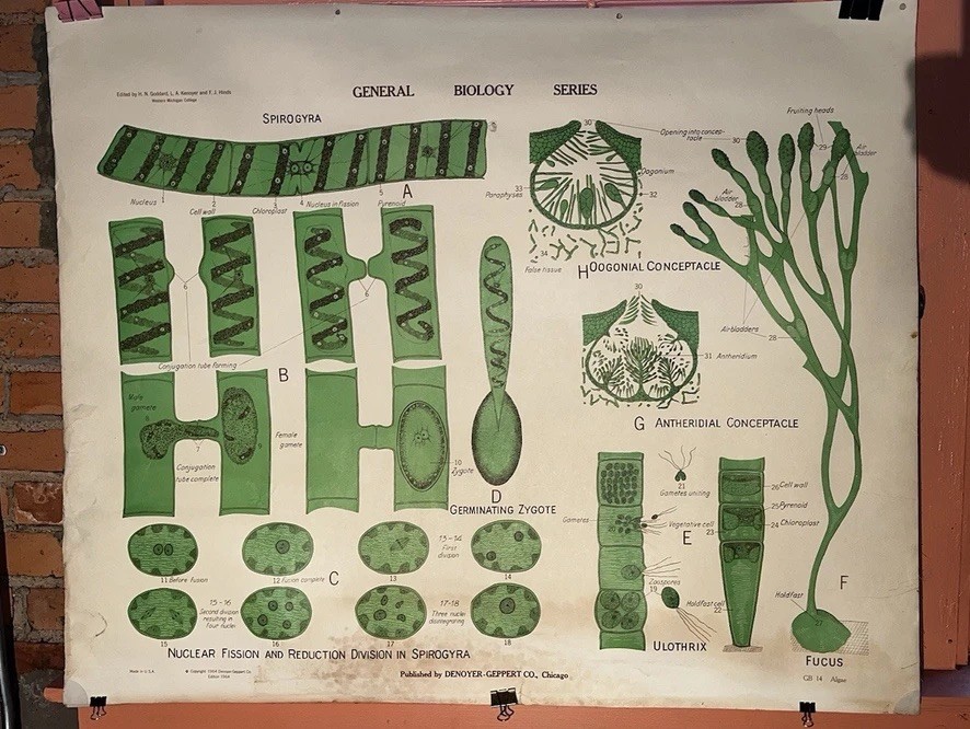 Vintage Biology Chart - Algae 1963