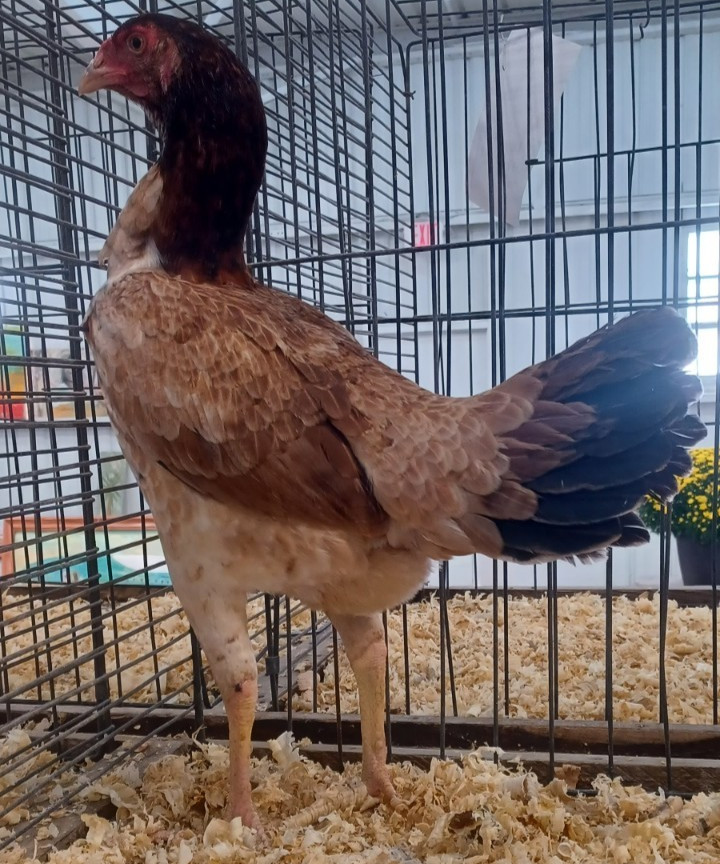 10+2 Endangered Hatching Eggs, PURE Malay Large Fowl | Multiple Varieties