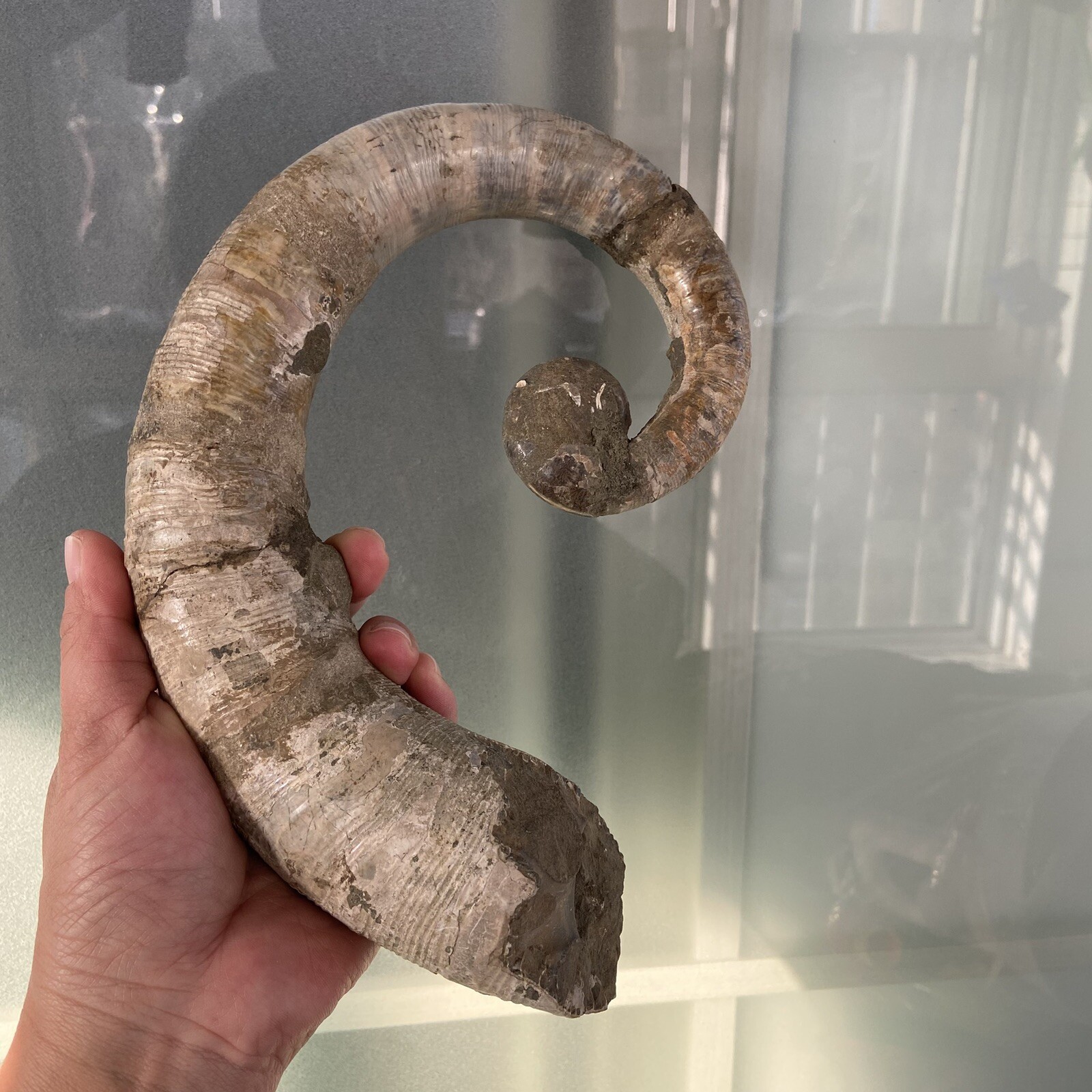 1242g215mm Big Repaired Ancyloceras Ammonite Fossil Sutures Crystal Display Mad