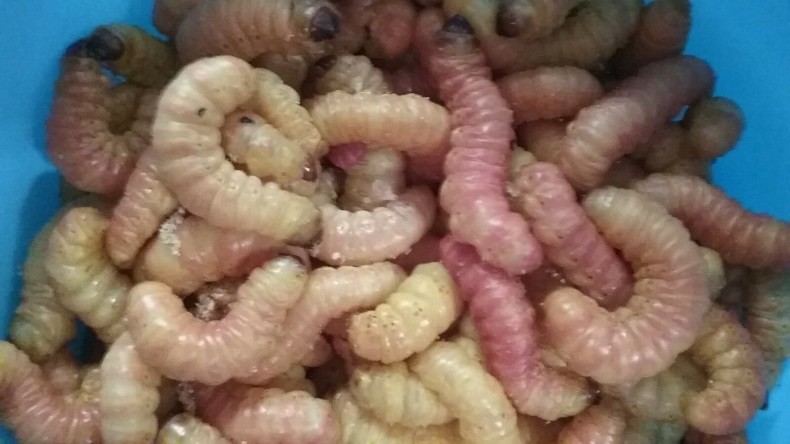 Butterworms, Butter Worms, Live Bait Pet Feeders Free Shipping