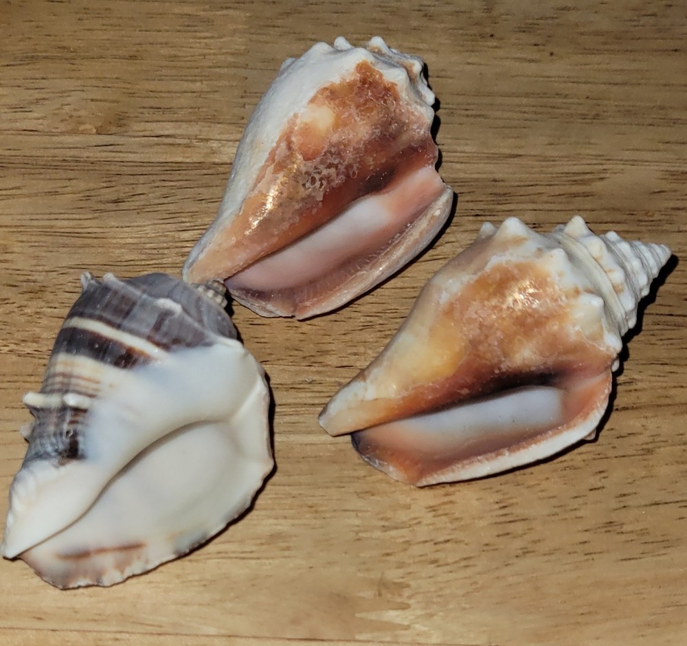 3 Assorted Small 2.5" Seashell/ Conch Shells Decorative