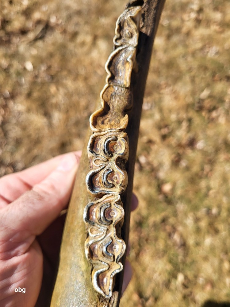 Historic Bison lower jaw bone buffalo