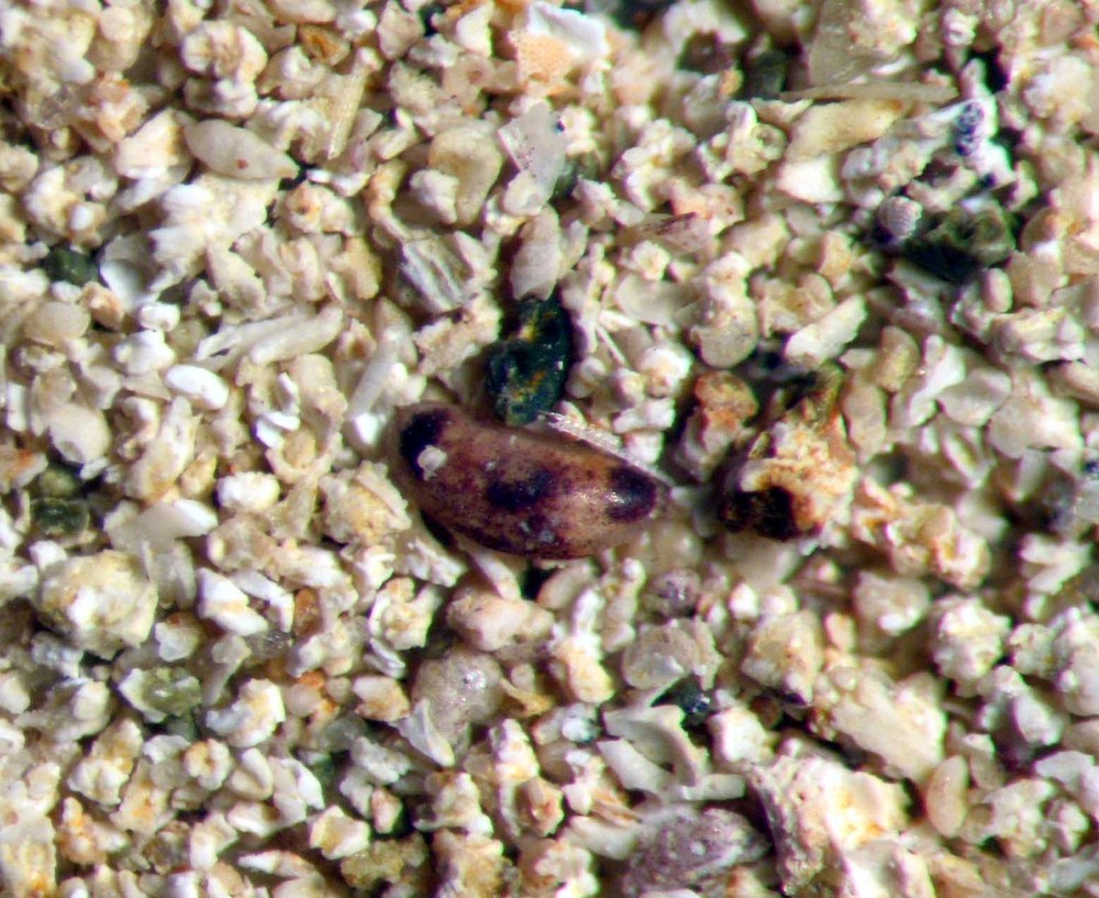 Devonian - Permian microfossil matrix ostracods foraminifera fossils 13 samples