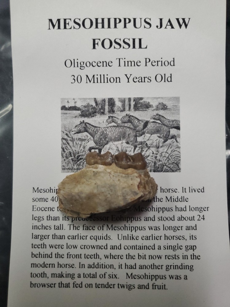 Mesohippus Jaw  Fossil
