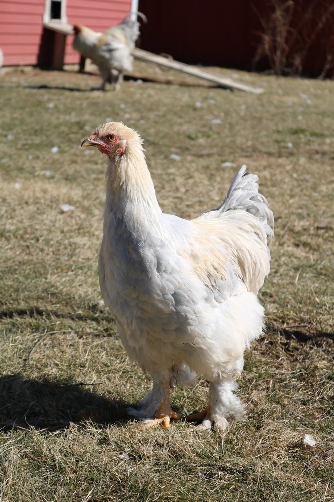6+ Isabel Large Breed Brahma Hatching Eggs